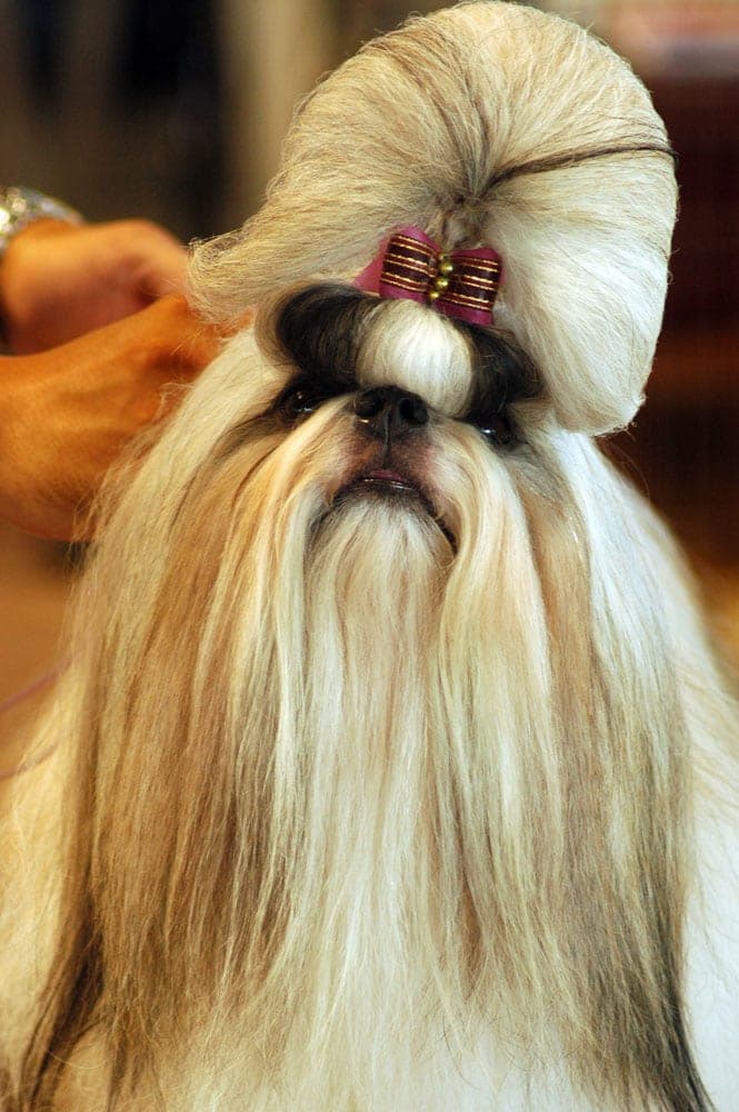 Snoopy the shih tzu
